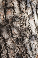 pine`s bark