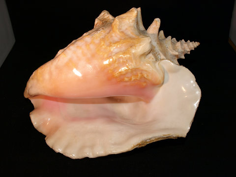 Gro&szlig;e Fechterschnecke - Muschel - Karibik