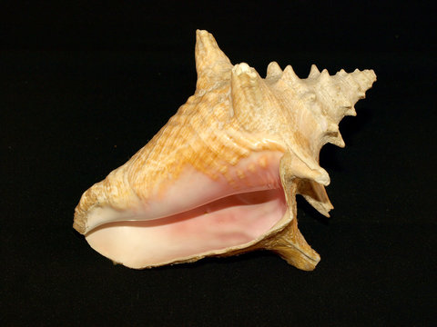 Muschel Strombus Gigas - Gro&szlig;e Fechterschnecke