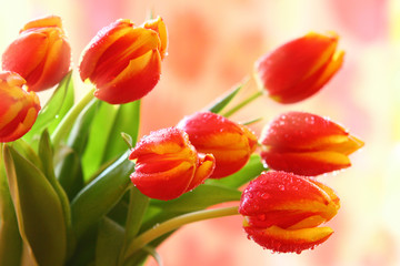 Fototapeta premium frühling,tulpen