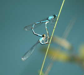 libellules © Toanet