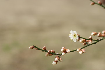 白梅