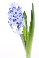 Blue hyacinth on white background