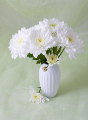 white Chrysanthemum.