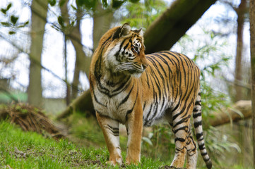 Sumatran Tiger