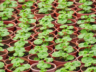 Pots of seeding arranged in teams