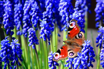 Red Admiral on Grape Hyacinth