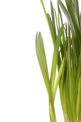 Blume im Frühling, Gras, Stängel