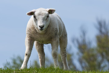 Obraz premium Lamb on a dike