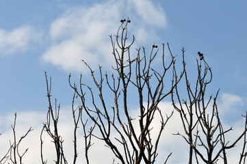 burned tree branches silhouette