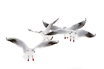 Naklejka premium Black-Headed Gulls Flying