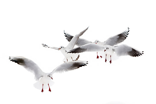 Black-Headed Gulls Flying