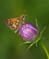 Tiny Butterfly On A Flower Pecks Skipper