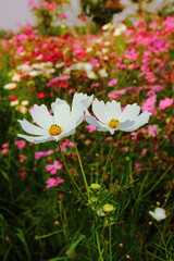 Obraz premium cosmos flower