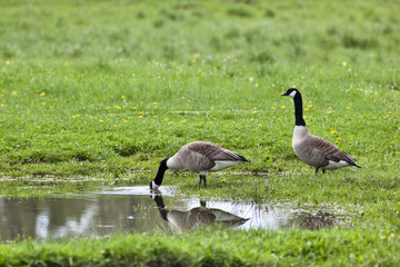Canada Goose
