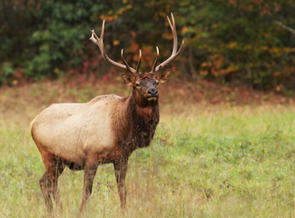 Naklejka na ściany i meble Tennessee Elk