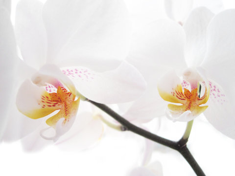 Two white orchids