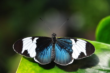 Obraz na płótnie Canvas Longwing Butterfly