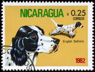 NICARAGUA - CIRCA 1982 English Setter