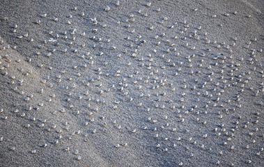 Birds on gravel pile