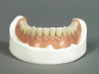 Human teeth with gum