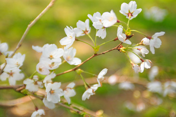 cherry_blossom_012