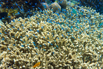 Naklejka na ściany i meble Underwater world.Fishes in corals..