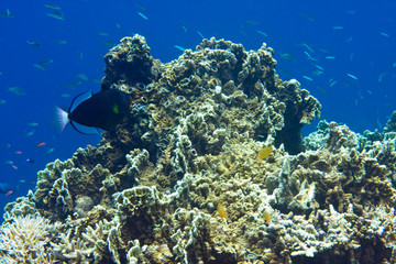 Naklejka na ściany i meble Underwater world.Fishes in corals. .