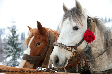 Horse heads in snowy forest landscape