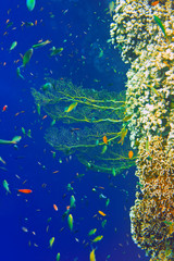 Naklejka na ściany i meble Underwater world.Fishes in corals. .