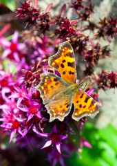 The butterfly Inachis io on a flower..