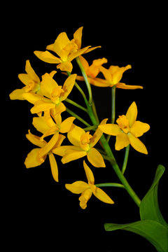 Yellow Brassolaeliocattleya