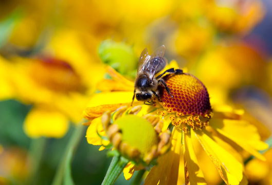 Bee on Calendula flower
