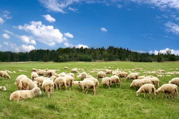Fond de hotte en verre imprimé Moutons Beaucoup de moutons sur le pré vert