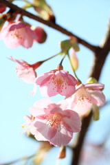 カンザクラ (東京・上野公園)