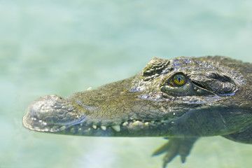 Philippine crocodile  lurks in water