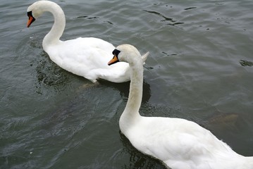 Obraz premium Cygne blanc