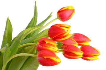 Obraz premium tulpen,blumenhintergrund