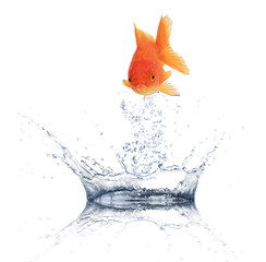 Golden fish jumping from water