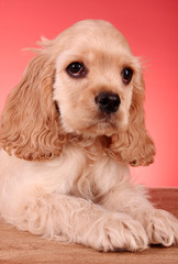 Puppy cocker spaniel on a red background