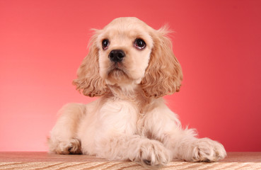 Puppy cocker spaniel on a red background