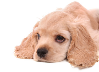 Puppy cocker spaniel on a white background