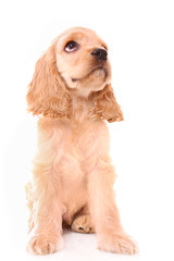 Puppy cocker spaniel on a white background