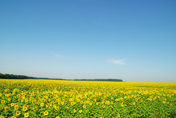 Obraz premium sunflowers