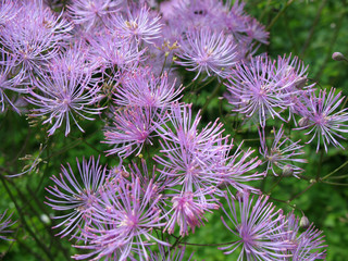 Meadow-rue (Thalictrum aquilegifolium)