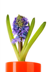 blue hyacinth isolated on white background