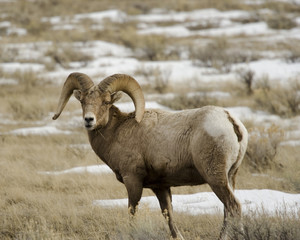 Bighorn Sheep Eating Grass