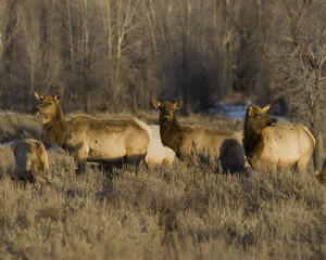Obraz na płótnie Canvas Three Elk