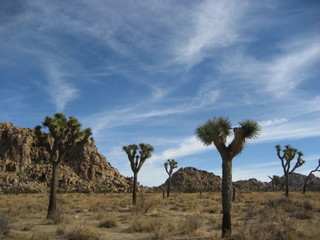 Joshua Tree Desert