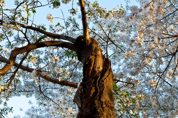 Twisted Old Cherry Tree in Bloom Washington DC USA